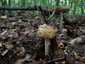 Óriás selyemgomba (Amanita ceciliae), Budai-hegység